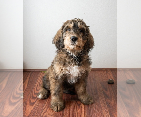 Medium Photo #1 Golden Mountain Doodle Puppy For Sale in VENTURA, CA, USA