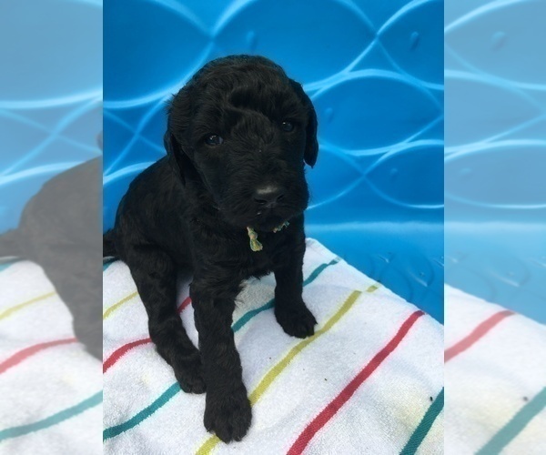 Medium Photo #1 Labradoodle Puppy For Sale in TRYON, NC, USA
