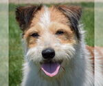 Small Red Heeler Mix