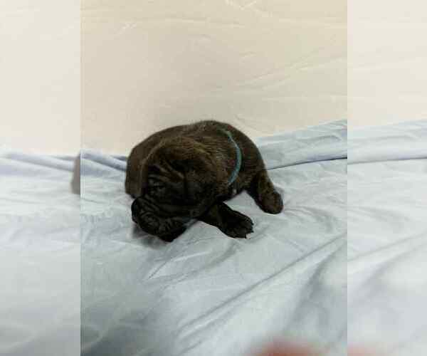 Medium Photo #4 Cane Corso Puppy For Sale in CAMBY, IN, USA