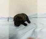 Small #3 Cane Corso
