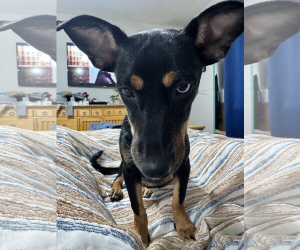 Medium Photo #2 Chihuahua-Unknown Mix Puppy For Sale in Virginia Beach, VA, USA