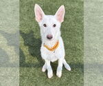 Small #2 Siberian Husky Mix