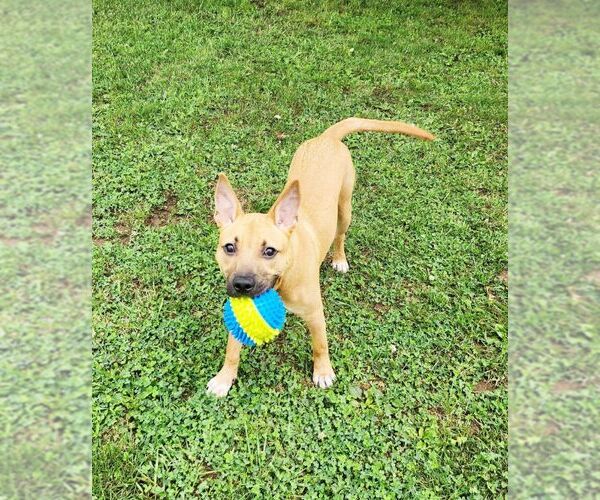Medium Photo #4 American Staffordshire Terrier-Unknown Mix Puppy For Sale in Perth Amboy, NJ, USA