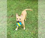 Small #3 American Staffordshire Terrier Mix