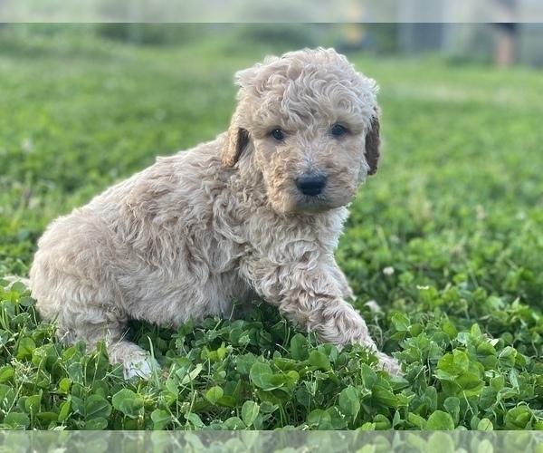Medium Photo #5 Labradoodle Puppy For Sale in CANON, GA, USA