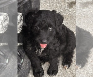 Aussiedoodle Puppy for Sale in BUSH, Louisiana USA