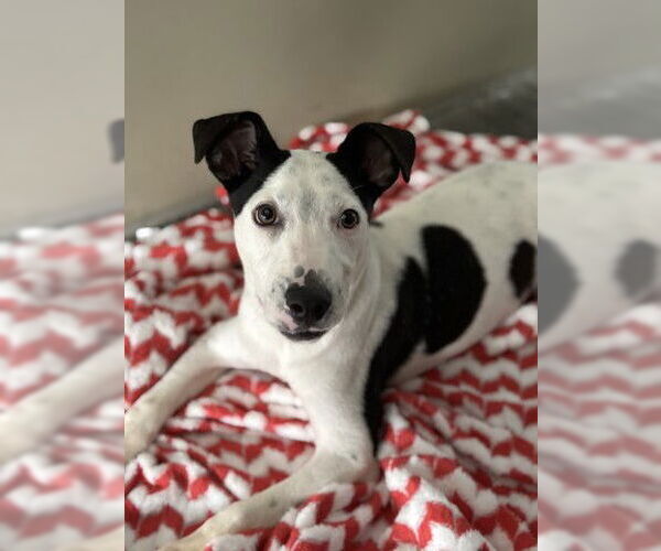 Medium Photo #1 Mutt Puppy For Sale in San Bernardino, CA, USA