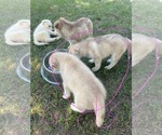Small #9 Siberian Husky