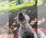 Small Photo #3 American Staffordshire Terrier-Eurasier Mix Puppy For Sale in Front Royal, VA, USA