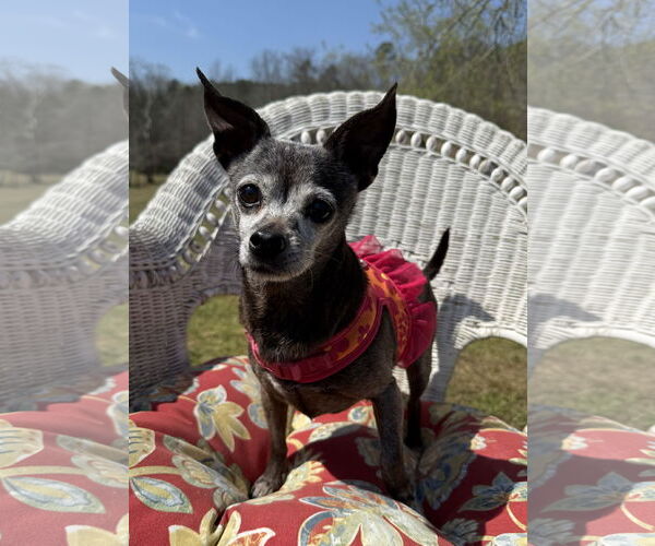 Medium Photo #1 Chihuahua Puppy For Sale in Attalka, AL, USA