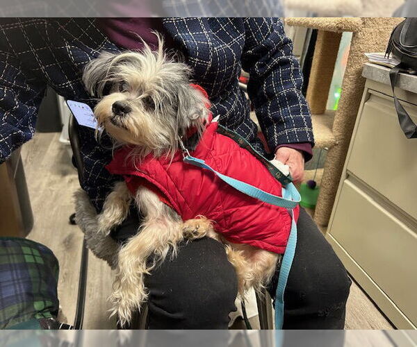 Medium Photo #1 Mutt Puppy For Sale in Stanhope, NJ, USA