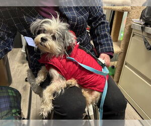 Mutt Dogs for adoption in Stanhope, NJ, USA