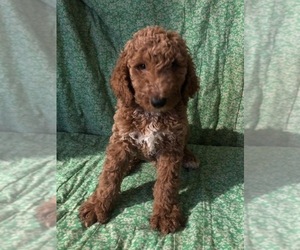 Labradoodle Puppy for sale in SPOKANE, WA, USA