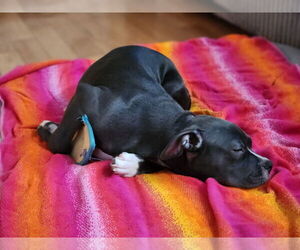 Mutt Dogs for adoption in Cliffwood, NJ, USA