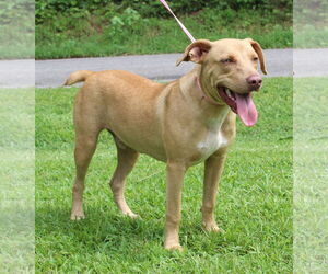 Mutt Dogs for adoption in Prattville, AL, USA