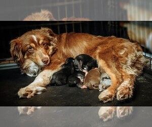 Mother of the Miniature Australian Shepherd puppies born on 04/14/2022