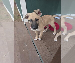 German Shepherd Dog-Unknown Mix Dogs for adoption in The Woodlands, TX, USA