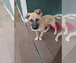 Peanut - Male German Shepherd Dog-Unknown Mix Dog for Adoption - Small photo