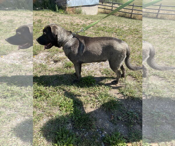 Medium Photo #3 Mastiff-Unknown Mix Puppy For Sale in Polson, MT, USA