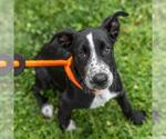 Small #6 Labrador Retriever Mix