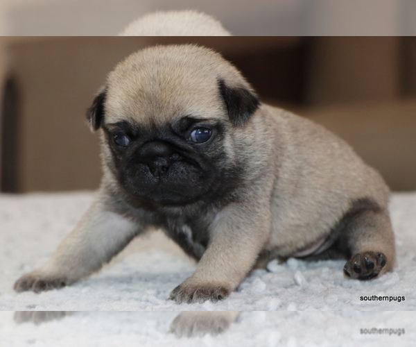 Medium Photo #15 Pug Puppy For Sale in WINNSBORO, TX, USA