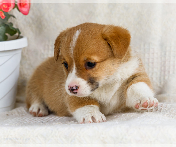 Medium Photo #29 Pembroke Welsh Corgi Puppy For Sale in WAKARUSA, IN, USA