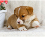 Small Photo #29 Pembroke Welsh Corgi Puppy For Sale in WAKARUSA, IN, USA