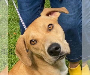 Labrador Retriever-Unknown Mix Dogs for adoption in Canton, CT, USA