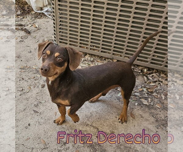 Medium Photo #20 Dachshund Puppy For Sale in San Antonio, TX, USA