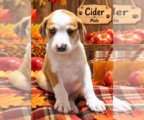 Medium Photo #1 Australian Shepherd-Unknown Mix Puppy For Sale in Aurora, IN, USA