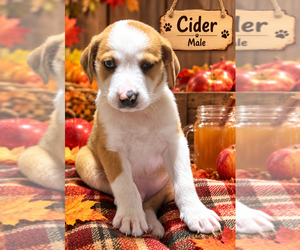 Australian Shepherd-Unknown Mix Dogs for adoption in Aurora, IN, USA