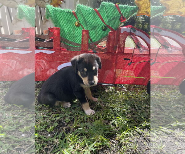 Medium Photo #1 Labrador Retriever-Unknown Mix Puppy For Sale in Royal Palm Beach, FL, USA