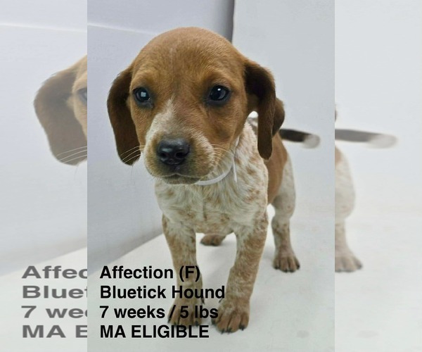 Medium Photo #1 Bluetick Coonhound-Unknown Mix Puppy For Sale in pomfret, CT, USA