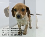 Small Bluetick Coonhound Mix