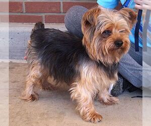 Mutt Dogs for adoption in Carrollton, TX, USA