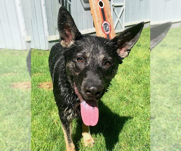 Medium Photo #3 German Shepherd Dog Puppy For Sale in Millburn, NJ, USA