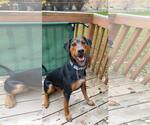 Small #2 Doberman Pinscher Mix