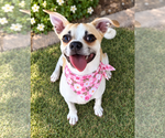 Small Photo #2 Puggle Puppy For Sale in Phoenix, AZ, USA