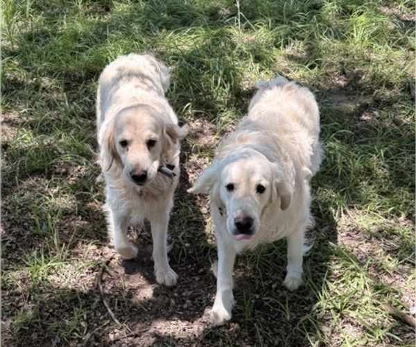 Medium Photo #1 English Cream Golden Retriever Puppy For Sale in ALAMO, GA, USA