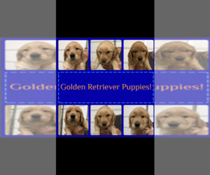 Golden Retriever Puppy for sale in BEAVER, OH, USA