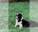 Puppy 1 Australian Shepherd