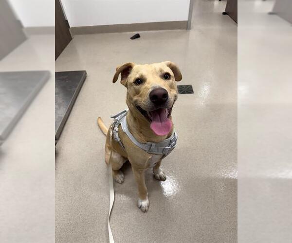 Medium Photo #1 Labrador Retriever Puppy For Sale in Baytown, TX, USA