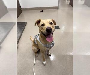 Labrador Retriever Dogs for adoption in Baytown, TX, USA