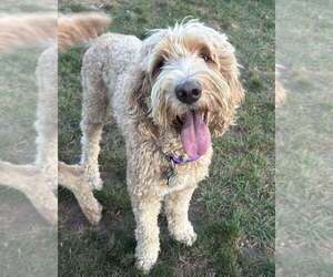Mother of the Goldendoodle puppies born on 05/20/2025
