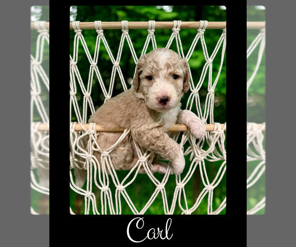 Medium Photo #2 Bernedoodle-Poodle (Standard) Mix Puppy For Sale in MENIFEE, CA, USA