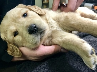 Golden Retriever Puppy for sale in FAYETTEVILLE, AR, USA