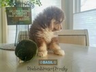 Small Photo #16 Pomsky Puppy For Sale in ANDOVER, MN, USA