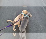 Small #13 American Pit Bull Terrier Mix