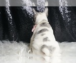 Small #6 French Bulldog